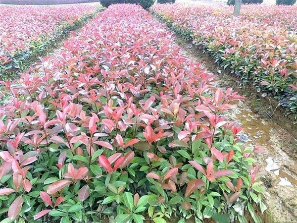 红叶石楠幼苗展示图