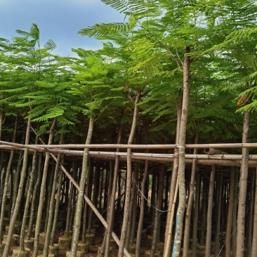 凤凰木