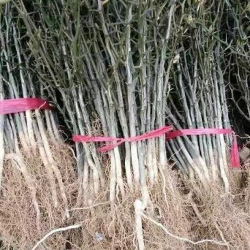 枸橘苗