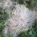 野生白头翁种子老姑草奈何草毛姑花多年生四季易活观赏中草药