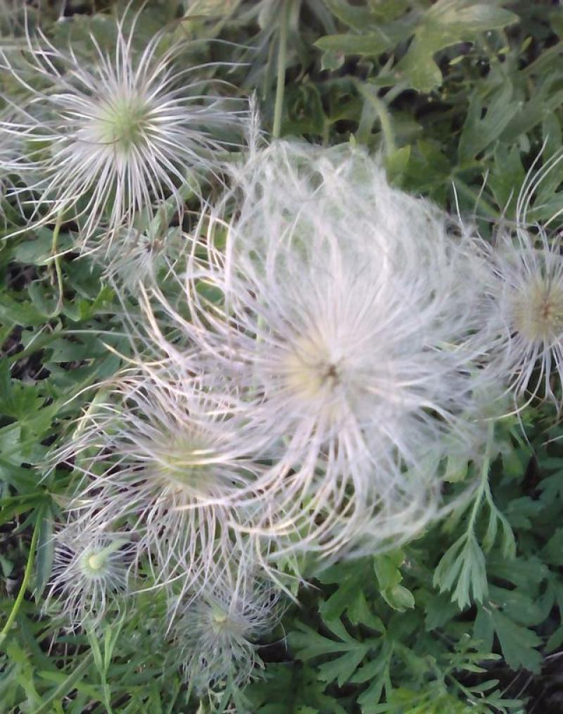 野生白头翁种子老姑草奈何草毛姑花多年生四季易活观赏中草药