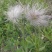 野生白头翁种子老姑草奈何草毛姑花多年生四季易活观赏中草药