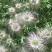 野生白头翁种子老姑草奈何草毛姑花多年生四季易活观赏中草药
