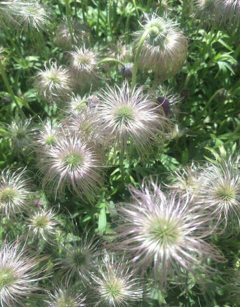 野生白头翁种子老姑草奈何草毛姑花多年生四季易活观赏中草药