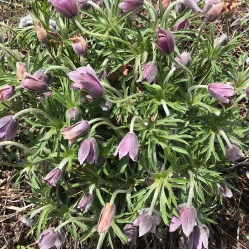 野生白头翁种子老姑草奈何草毛姑花多年生四季易活观赏中草药