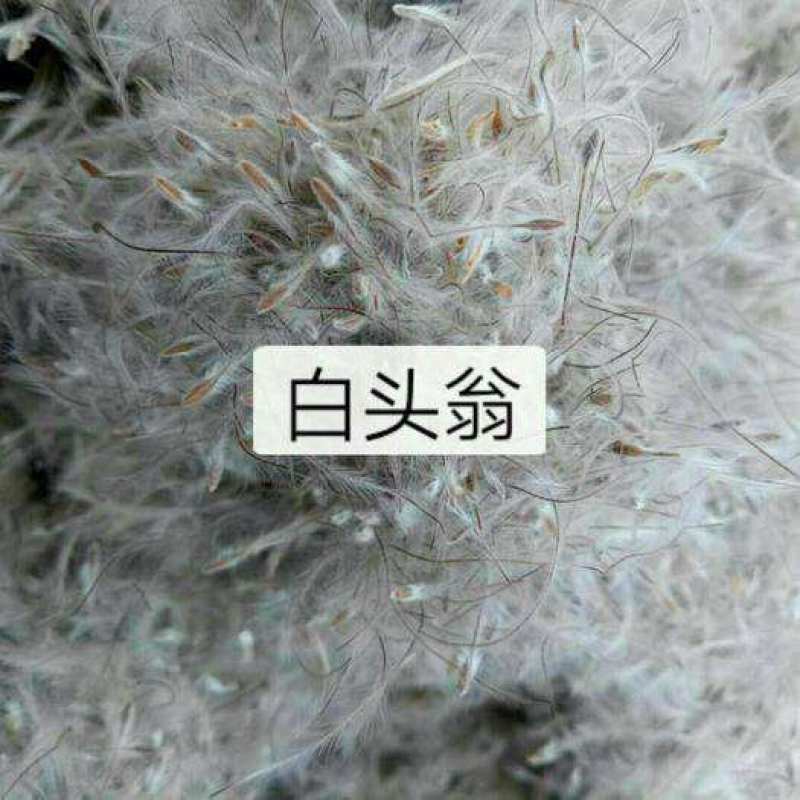 野生白头翁种子老姑草奈何草毛姑花多年生四季易活观赏中草药