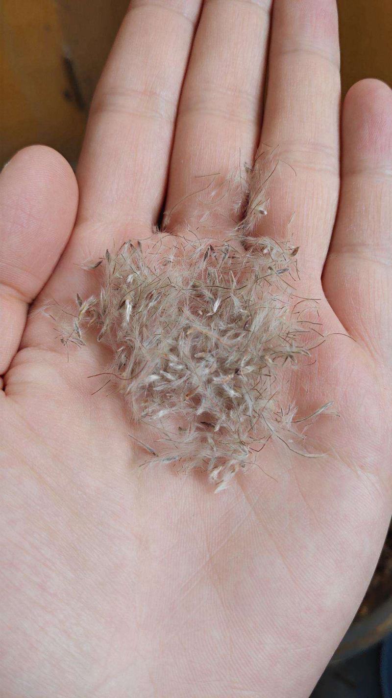野生白头翁种子老姑草奈何草毛姑花多年生四季易活观赏中草药