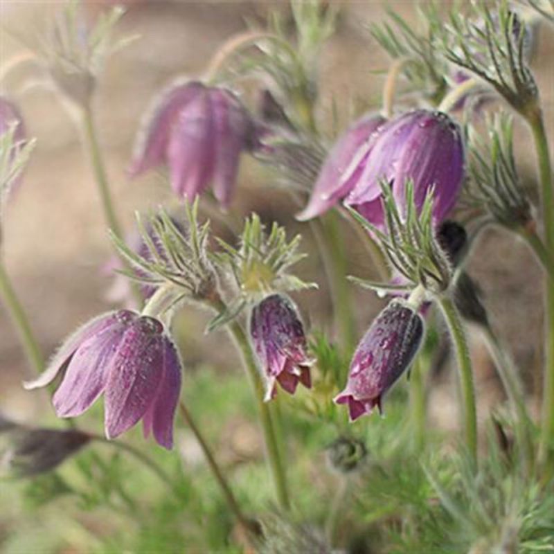 野生白头翁种子老姑草奈何草毛姑花多年生四季易活观赏中草药