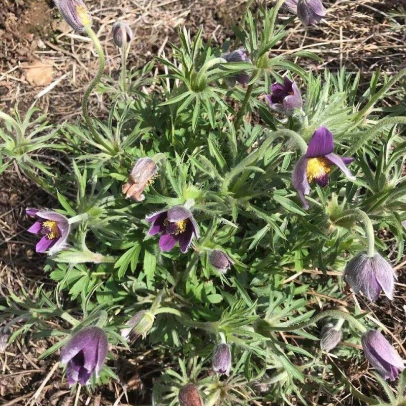 野生白头翁种子老姑草奈何草毛姑花多年生四季易活观赏中草药
