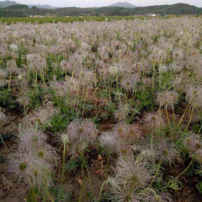 野生白头翁种子老姑草奈何草毛姑花多年生四季易活观赏中草药