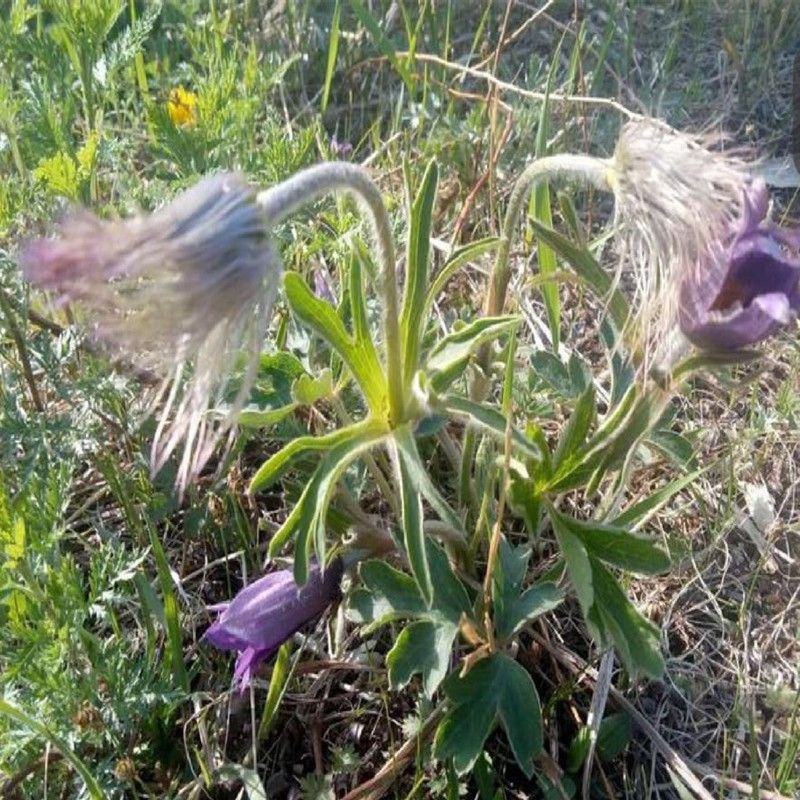 野生白头翁种子老姑草奈何草毛姑花多年生四季易活观赏中草药