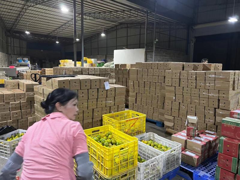 广西皇帝柑/一件代发/产地直供/坏果包赔/接电商微商直播