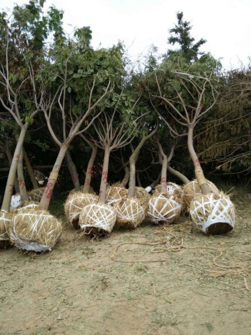 合欢树