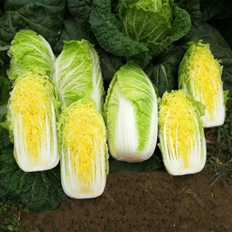黄心大白菜