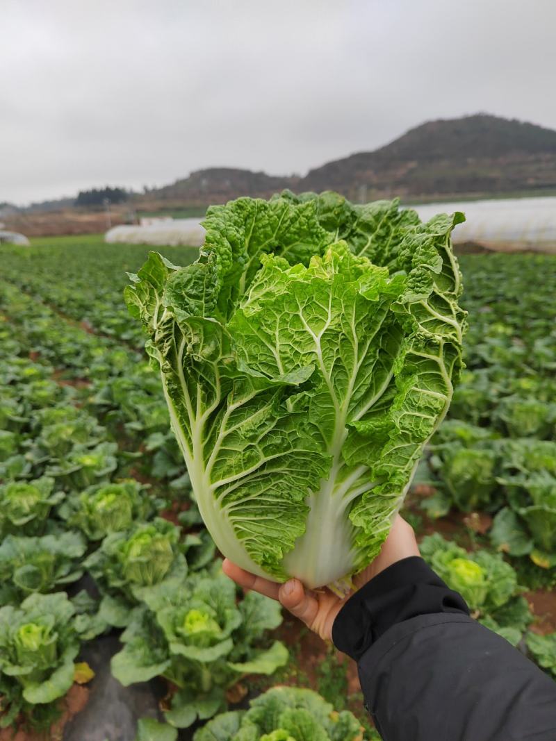 黄心大白菜