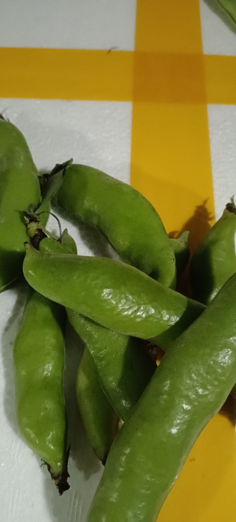 高山绿皮绿米蚕豆自家种植基地保质保量欢迎致电