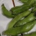 高山绿皮绿米蚕豆自家种植基地保质保量欢迎致电