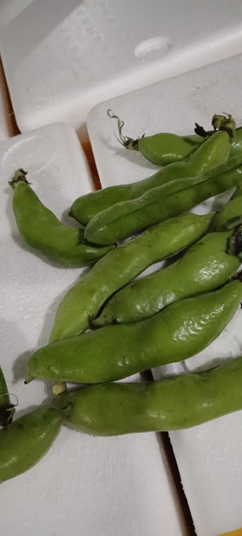 高山绿皮绿米蚕豆自家种植基地保质保量欢迎致电
