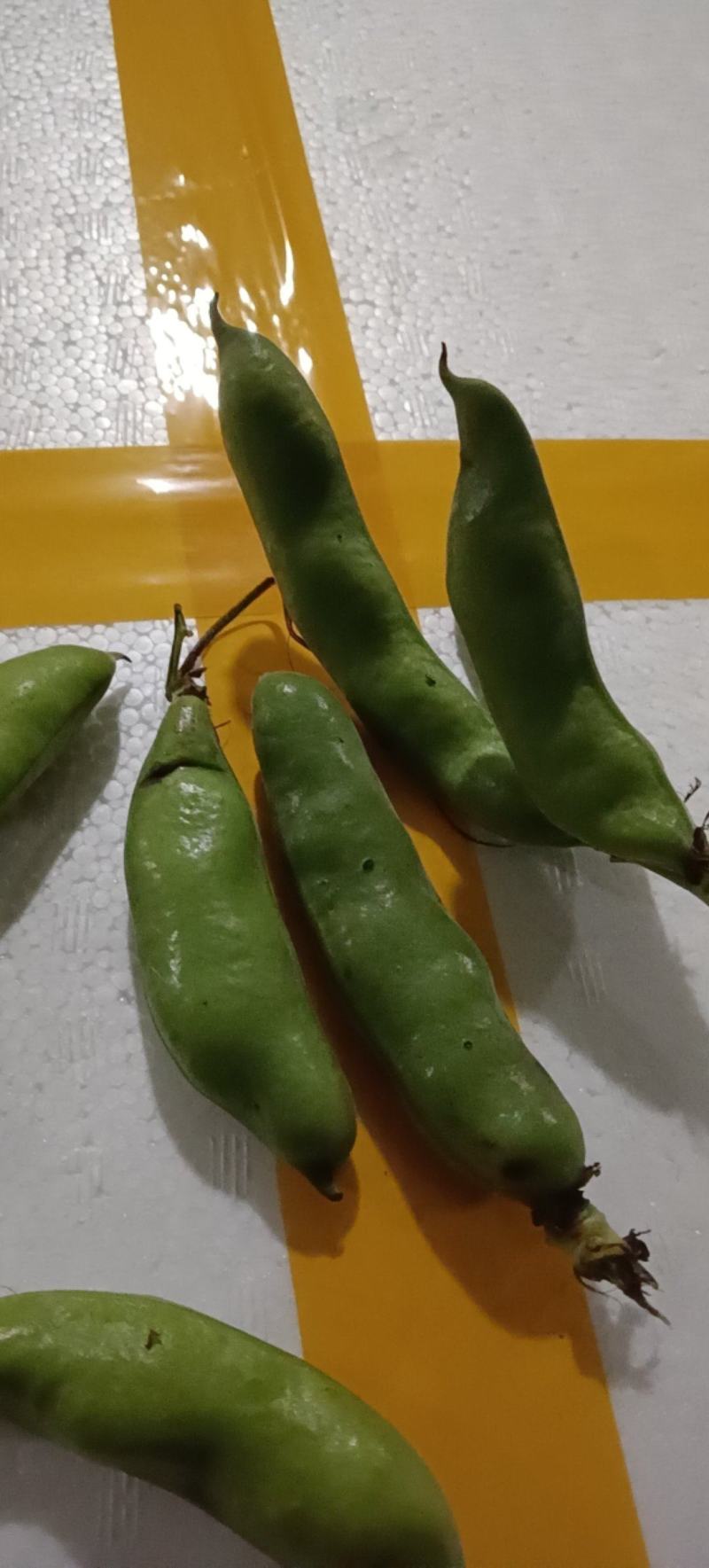 高山绿皮绿米蚕豆自家种植基地保质保量欢迎致电