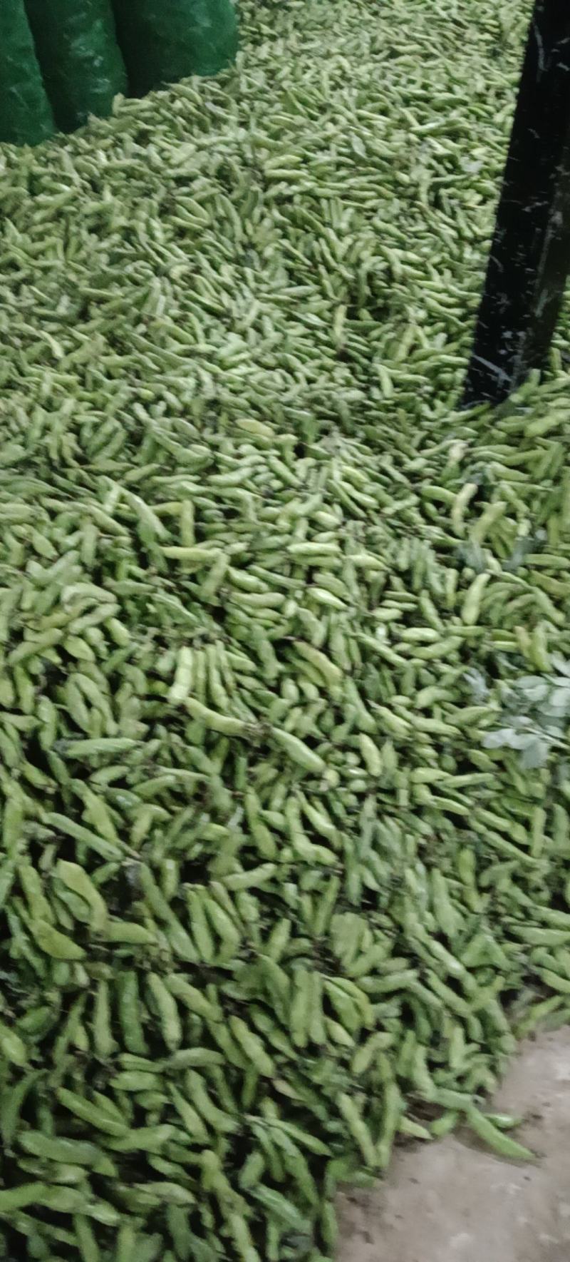 高山绿皮绿米蚕豆自家种植基地保质保量欢迎致电
