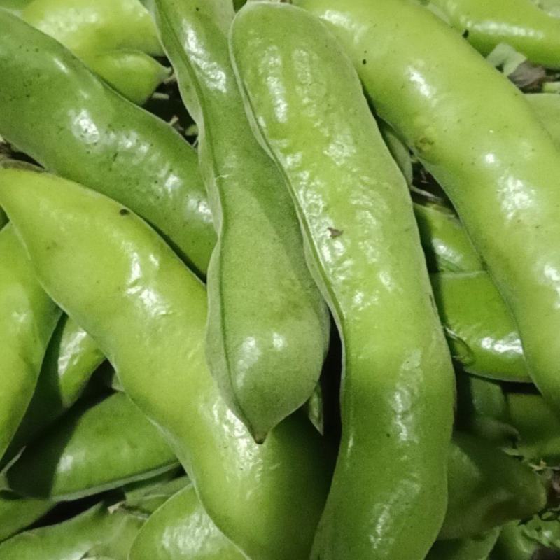高山绿皮绿米蚕豆自家种植基地保质保量欢迎致电