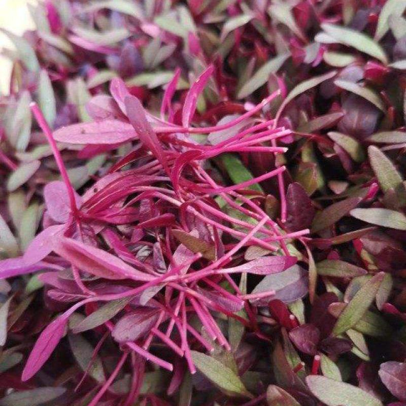 火红苗种子摆盘蔬菜四季蔬菜多次采收蔬菜芽苗种籽生长快
