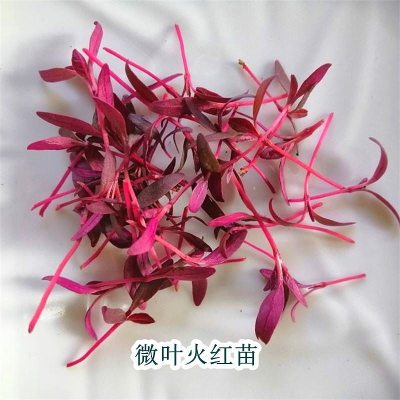 火红苗种子摆盘蔬菜四季蔬菜多次采收蔬菜芽苗种籽生长快