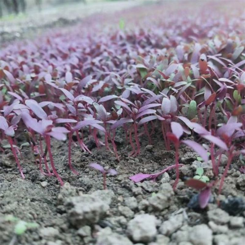 火红苗种子摆盘蔬菜四季蔬菜多次采收蔬菜芽苗种籽生长快