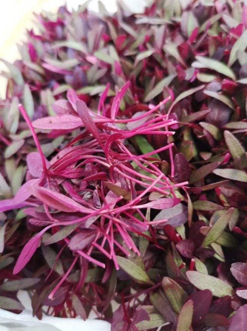 火红苗种子摆盘蔬菜四季蔬菜多次采收蔬菜芽苗种籽生长快
