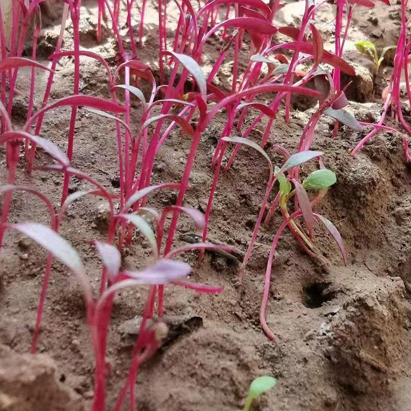 火红苗种子摆盘蔬菜四季蔬菜多次采收蔬菜芽苗种籽生长快