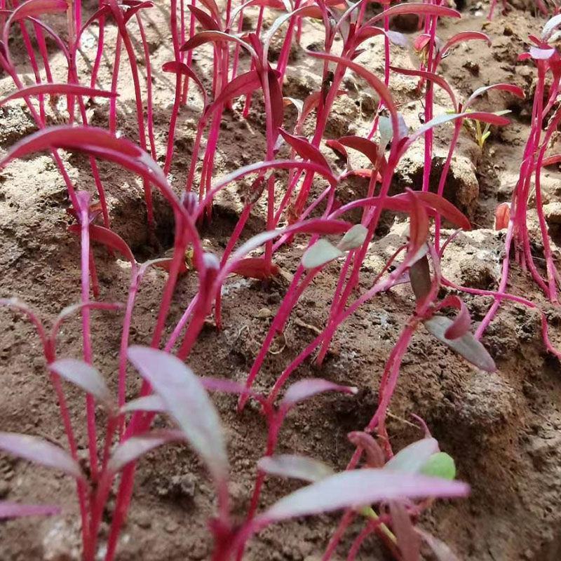 火红苗种子摆盘蔬菜四季蔬菜多次采收蔬菜芽苗种籽生长快