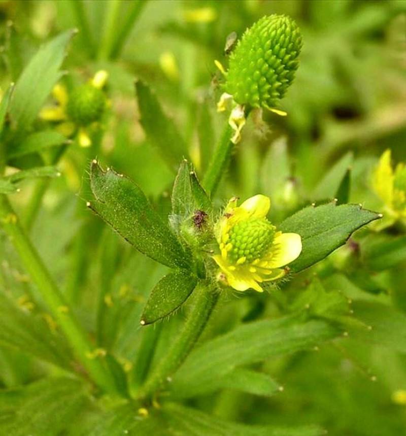 野生起泡草种子茴茴蒜辣子草禹毛莨毛堇紫茎毛莨茛中药材草本