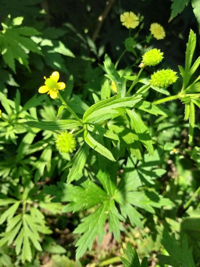 野生起泡草种子茴茴蒜辣子草禹毛莨毛堇紫茎毛莨茛中药材草本