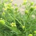 野生起泡草种子茴茴蒜辣子草禹毛莨毛堇紫茎毛莨茛中药材草本