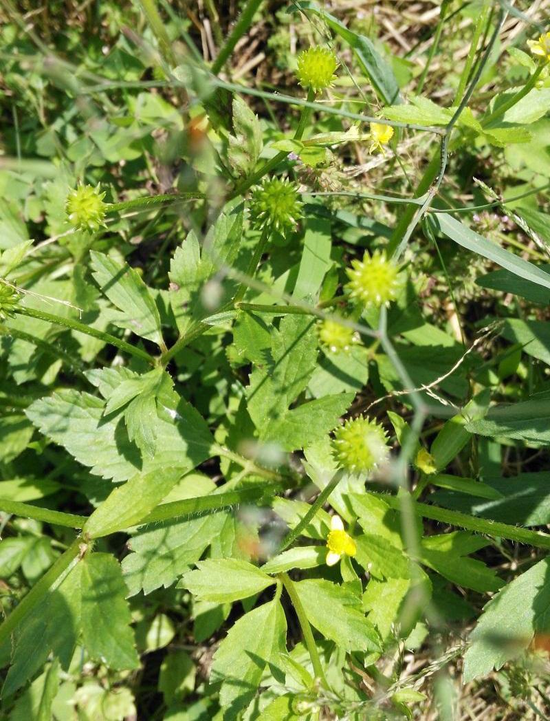 野生起泡草种子茴茴蒜辣子草禹毛莨毛堇紫茎毛莨茛中药材草本