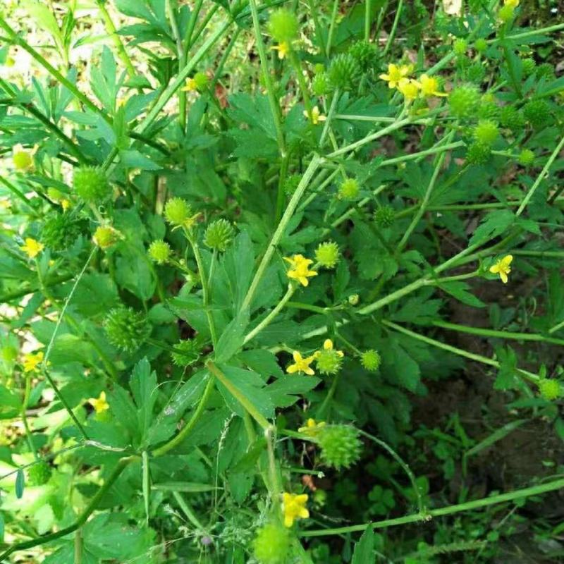 野生起泡草种子茴茴蒜辣子草禹毛莨毛堇紫茎毛莨茛中药材草本
