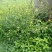 野生起泡草种子茴茴蒜辣子草禹毛莨毛堇紫茎毛莨茛中药材草本