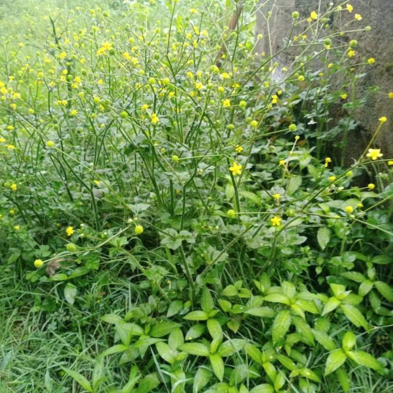 野生起泡草种子茴茴蒜辣子草禹毛莨毛堇紫茎毛莨茛中药材草本