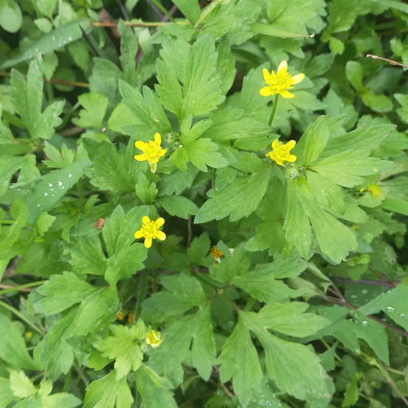 野生起泡草种子茴茴蒜辣子草禹毛莨毛堇紫茎毛莨茛中药材草本