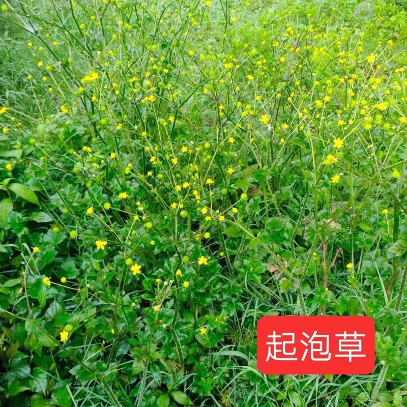 野生起泡草种子茴茴蒜辣子草禹毛莨毛堇紫茎毛莨茛中药材草本