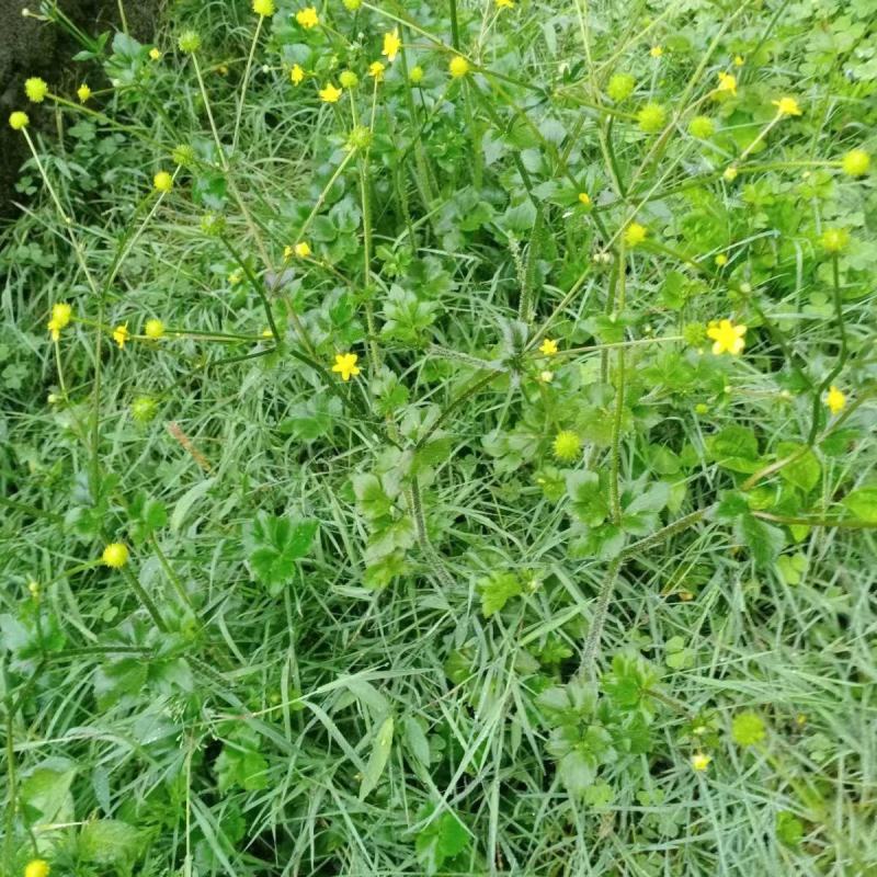 野生起泡草种子茴茴蒜辣子草禹毛莨毛堇紫茎毛莨茛中药材草本
