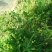 野生起泡草种子茴茴蒜辣子草禹毛莨毛堇紫茎毛莨茛中药材草本