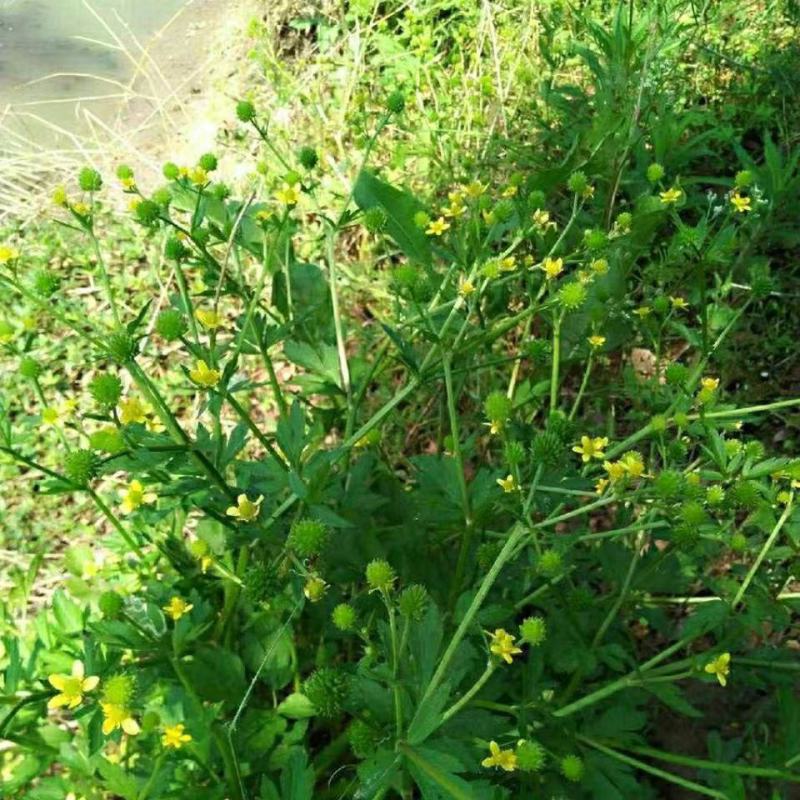野生起泡草种子茴茴蒜辣子草禹毛莨毛堇紫茎毛莨茛中药材草本