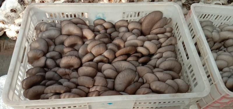 食用菌/食用菌鲜货/小黑平/平菇