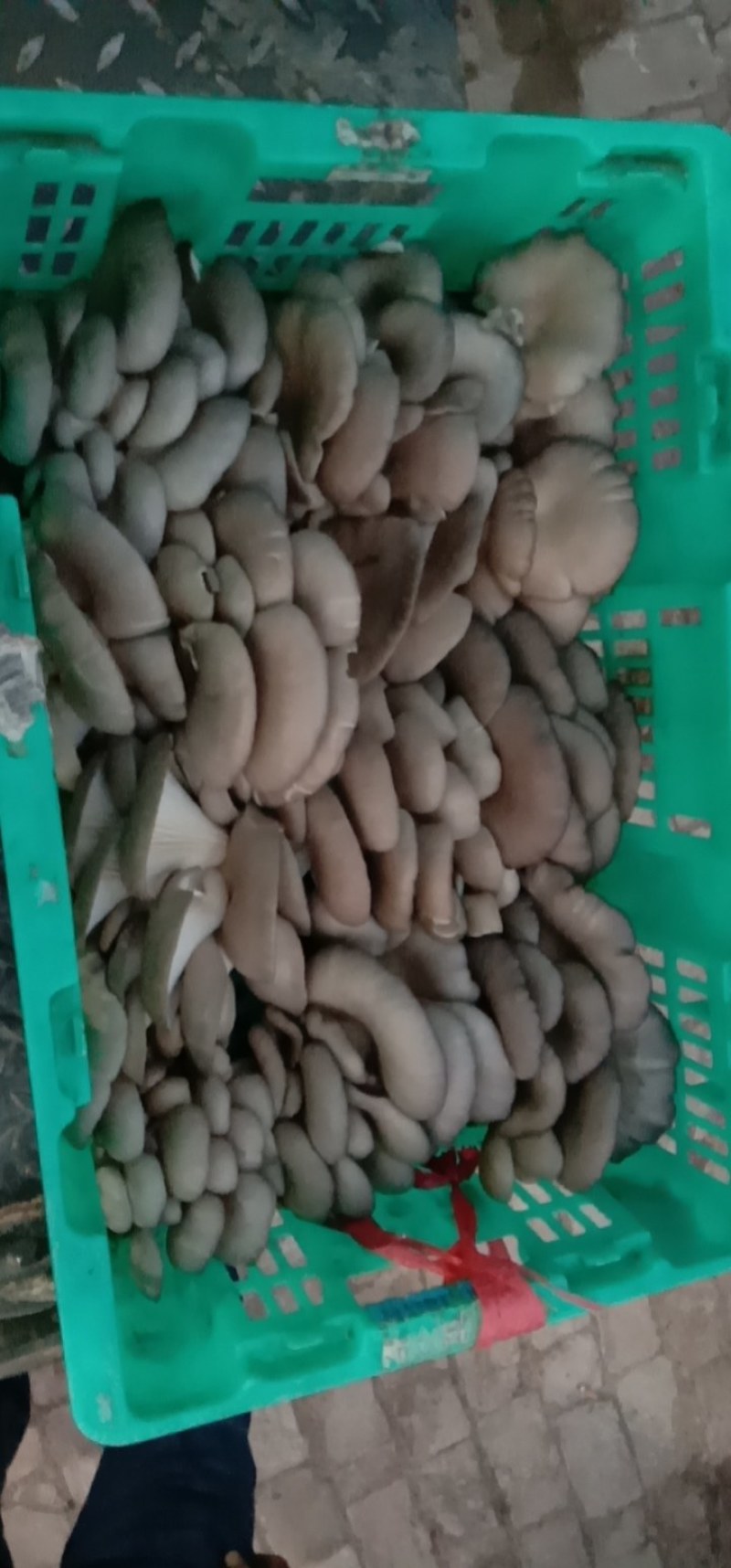 食用菌/食用菌鲜货/小黑平/平菇