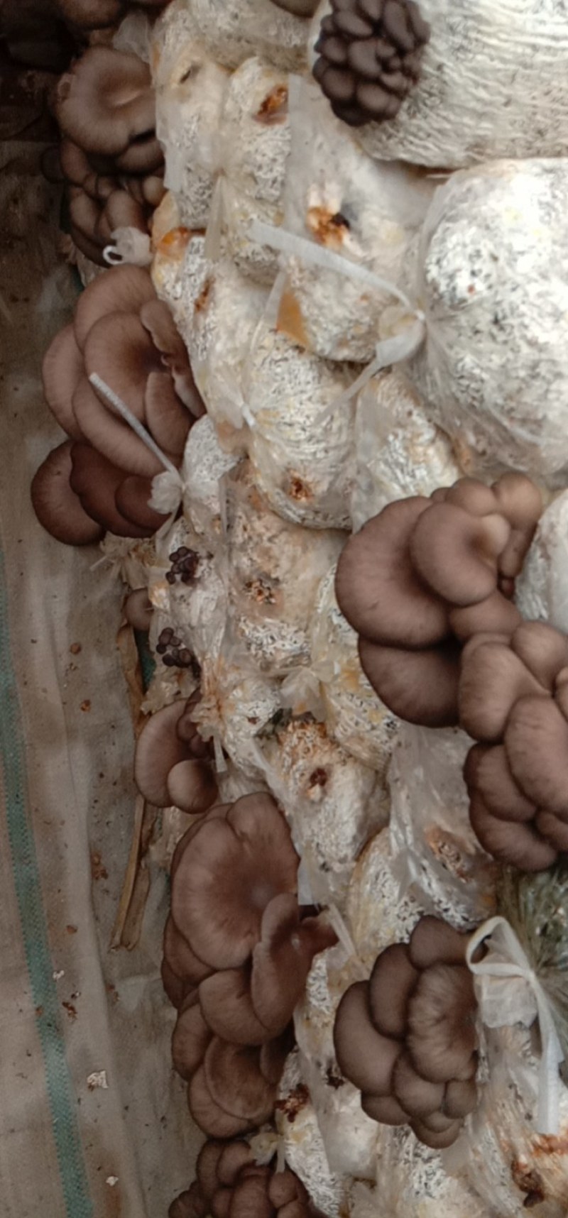 食用菌/食用菌鲜货/小黑平/平菇