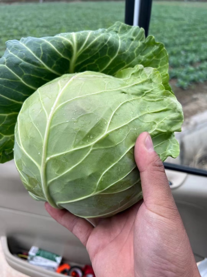 精品扁包菜100亩，需要的可以联系。上海奉贤区包菜！