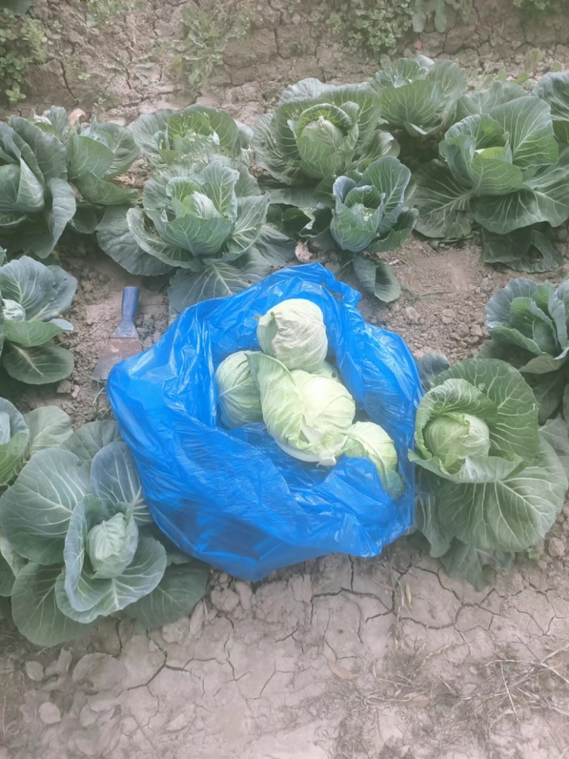 精品扁包菜100亩，需要的可以联系。上海奉贤区包菜！