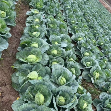 精品扁包菜100亩，需要的可以联系。上海奉贤区包菜！