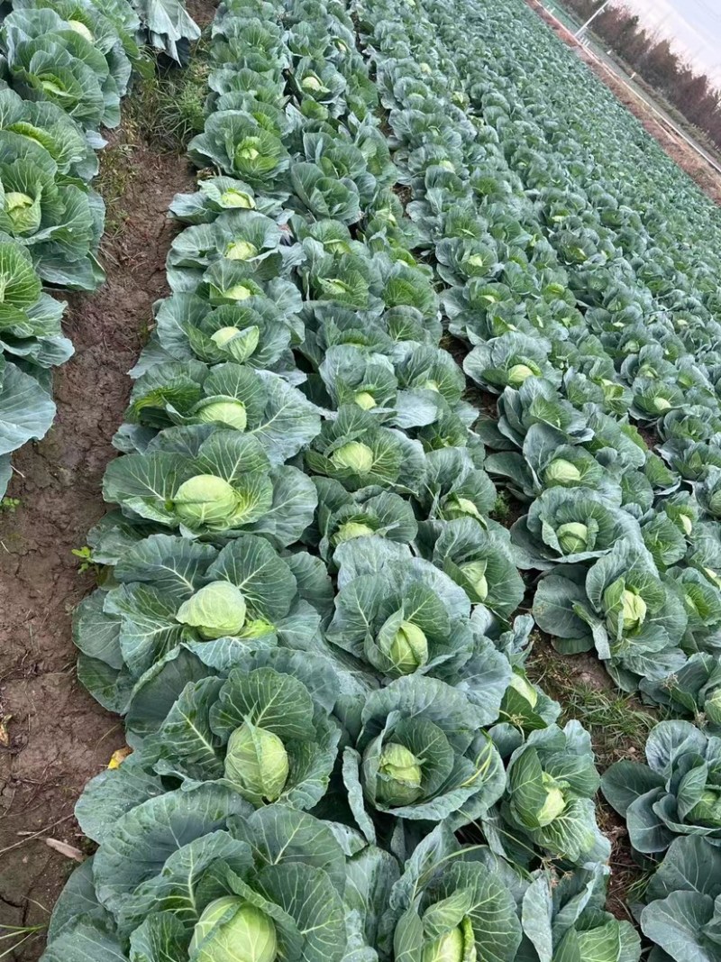 精品扁包菜100亩，需要的可以联系。上海奉贤区包菜！
